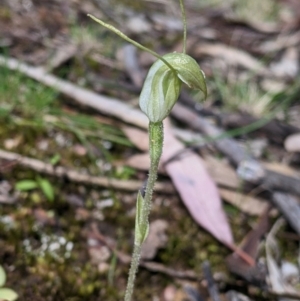 Diplodium nanum (ACT) = Pterostylis nana (NSW) at Chiltern, VIC - suppressed