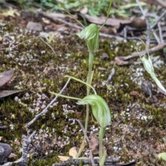 Diplodium nanum (ACT) = Pterostylis nana (NSW) at Chiltern, VIC - suppressed