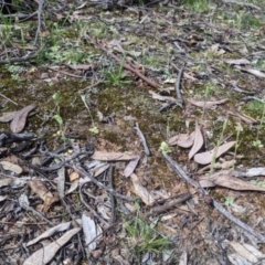 Diplodium nanum (ACT) = Pterostylis nana (NSW) at Chiltern, VIC - suppressed