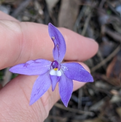 Glossodia major (Wax Lip Orchid) at Chiltern-Mt Pilot National Park - 14 Sep 2022 by Darcy