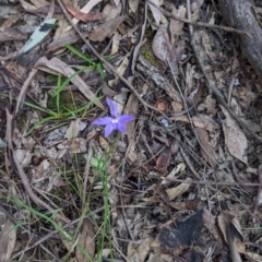 Glossodia major at Chiltern, VIC - suppressed