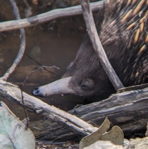 Tachyglossus aculeatus at Indigo Valley, VIC - 14 Sep 2022 01:42 PM