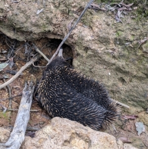 Tachyglossus aculeatus at Indigo Valley, VIC - 14 Sep 2022 01:42 PM