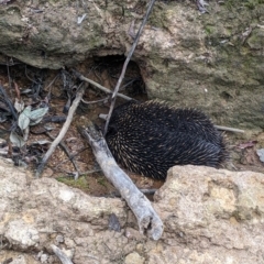 Tachyglossus aculeatus at Indigo Valley, VIC - 14 Sep 2022 01:42 PM