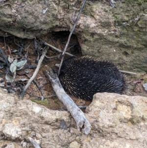 Tachyglossus aculeatus at Indigo Valley, VIC - 14 Sep 2022 01:42 PM