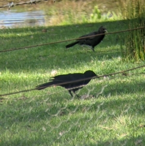 Corcorax melanorhamphos at Indigo Valley, VIC - 14 Sep 2022