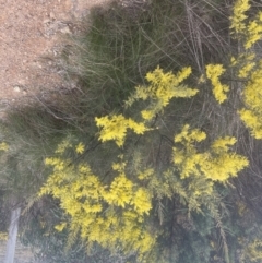 Acacia boormanii (Snowy River Wattle) at Aranda, ACT - 14 Sep 2022 by lbradley