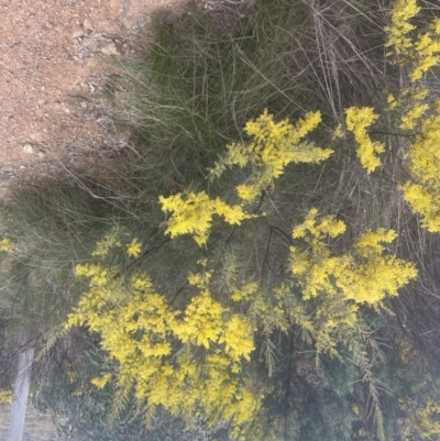 Acacia boormanii (Snowy River Wattle) at Aranda, ACT - 14 Sep 2022 by lbradley