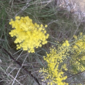 Acacia boormanii at Aranda, ACT - 14 Sep 2022