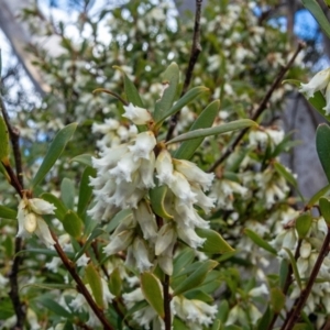 Leucopogon gelidus at Cotter River, ACT - 14 Sep 2022