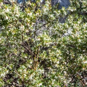 Leucopogon gelidus at Cotter River, ACT - 14 Sep 2022