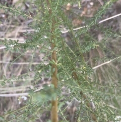Olearia microphylla (Olearia) at Aranda, ACT - 14 Sep 2022 by lbradley