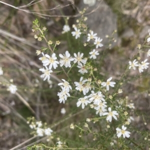 Olearia microphylla at Aranda, ACT - 14 Sep 2022