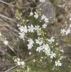 Olearia microphylla at Aranda, ACT - 14 Sep 2022