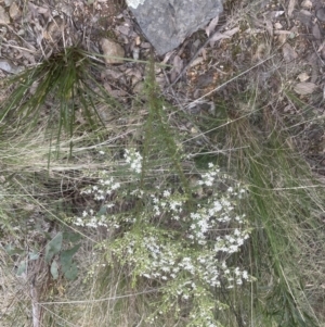 Olearia microphylla at Aranda, ACT - 14 Sep 2022