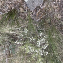 Olearia microphylla at Aranda, ACT - 14 Sep 2022