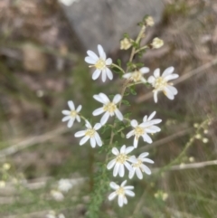 Olearia microphylla at Aranda, ACT - 14 Sep 2022