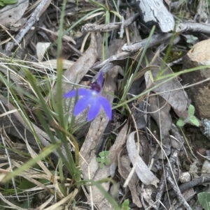 Cyanicula caerulea at Aranda, ACT - suppressed