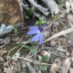 Cyanicula caerulea at Aranda, ACT - suppressed