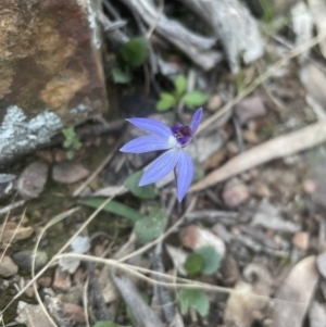 Cyanicula caerulea at Aranda, ACT - suppressed