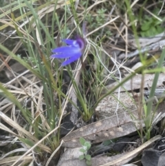 Cyanicula caerulea at Aranda, ACT - suppressed