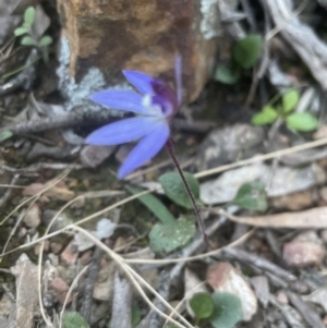 Cyanicula caerulea at Aranda, ACT - suppressed