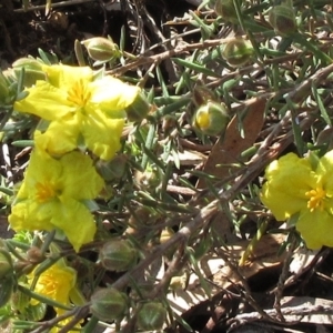 Hibbertia calycina at Weetangera, ACT - 13 Sep 2022