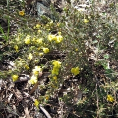 Hibbertia calycina at Weetangera, ACT - 13 Sep 2022