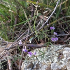 Glycine clandestina (Twining Glycine) at Weetangera, ACT - 13 Sep 2022 by sangio7