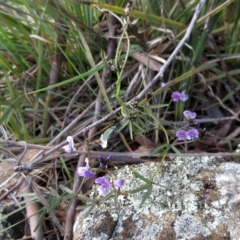 Glycine clandestina (Twining Glycine) at Weetangera, ACT - 12 Sep 2022 by sangio7