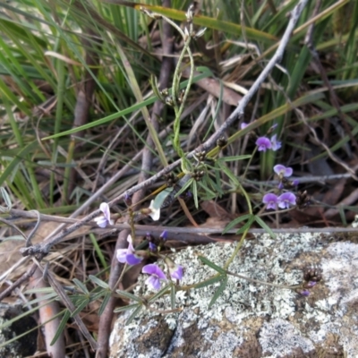 Glycine clandestina (Twining Glycine) at Weetangera, ACT - 13 Sep 2022 by sangio7