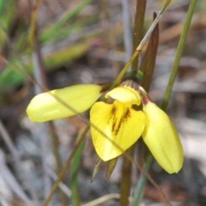 Diuris chryseopsis at Cavan, NSW - 14 Sep 2022