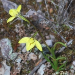 Diuris chryseopsis at Cavan, NSW - 14 Sep 2022