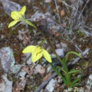 Diuris chryseopsis at Cavan, NSW - 14 Sep 2022