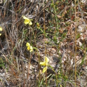 Diuris chryseopsis at Cavan, NSW - 14 Sep 2022