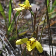 Diuris chryseopsis at Cavan, NSW - 14 Sep 2022