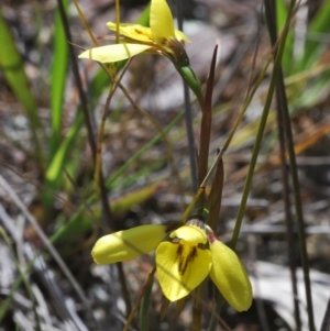 Diuris chryseopsis at Cavan, NSW - 14 Sep 2022