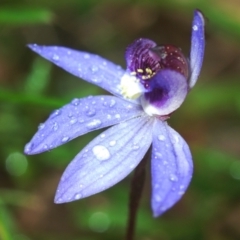 Cyanicula caerulea (Blue Fingers, Blue Fairies) at Block 402 - 12 Sep 2022 by Harrisi