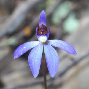 Cyanicula caerulea at Stromlo, ACT - 12 Sep 2022