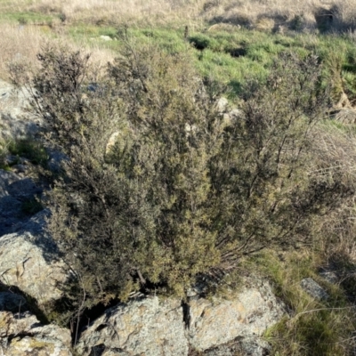 Kunzea ericoides (Burgan) at Googong, NSW - 14 Sep 2022 by SteveBorkowskis