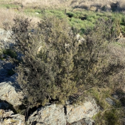 Kunzea ericoides (Burgan) at Googong, NSW - 14 Sep 2022 by Steve_Bok