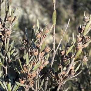 Kunzea ericoides at Googong, NSW - 14 Sep 2022 04:19 PM