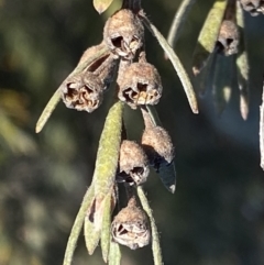 Kunzea ericoides at Googong, NSW - 14 Sep 2022