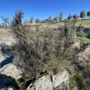 Kunzea ericoides at Googong, NSW - 14 Sep 2022 04:19 PM