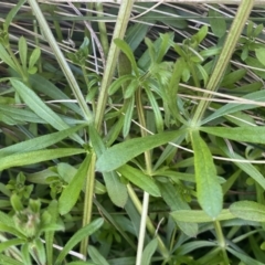 Galium aparine (Goosegrass, Cleavers) at Googong, NSW - 14 Sep 2022 by SteveBorkowskis