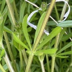 Galium aparine at Googong, NSW - 14 Sep 2022 04:14 PM