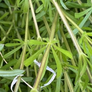 Galium aparine at Googong, NSW - 14 Sep 2022 04:14 PM