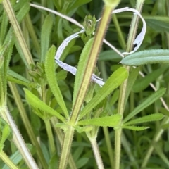 Galium aparine at Googong, NSW - 14 Sep 2022 04:14 PM