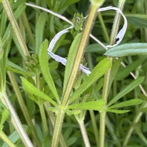 Galium aparine at Googong, NSW - 14 Sep 2022 04:14 PM