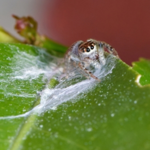 Opisthoncus grassator at Downer, ACT - 14 Sep 2022